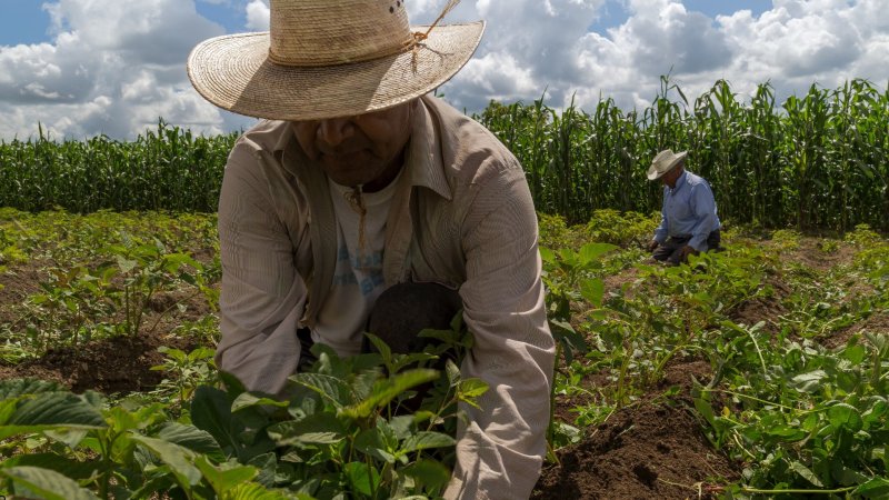 Crisis en el campo mexicano