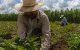 Crisis en el campo: productores de maíz exigen precio de garantía ante desplome de rentabilidad